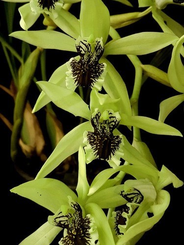 Orquídea Coelogyne pandurata Planta Adulta Flor Verde Linda