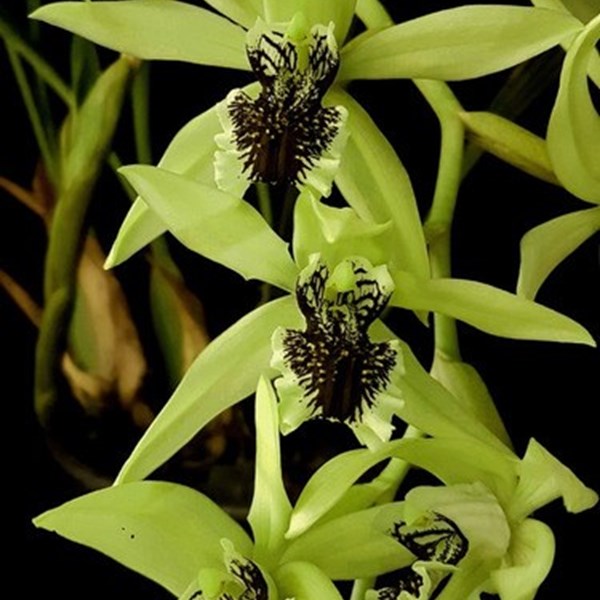 Orquídea Coelogyne pandurata Planta Adulta Flor Verde Linda - Orquiloja