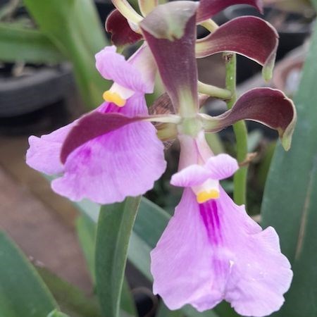 Orquídea Encyclia cordigera