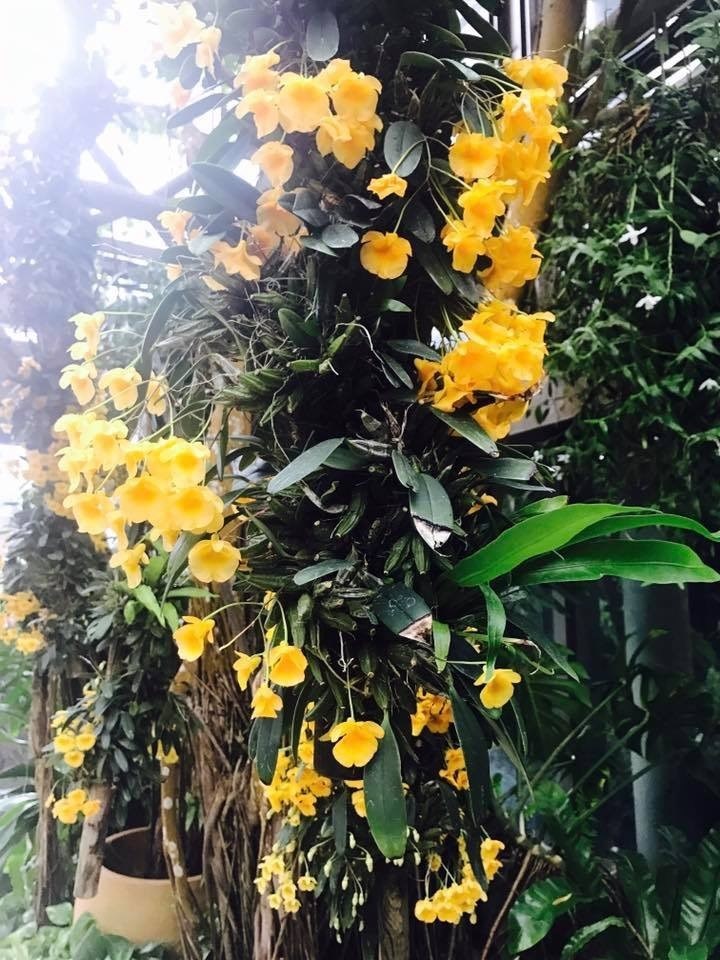 Orquídea Dendrobium lindleyi (aggregatum)