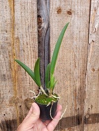 Kit com 06 hibridos de Brassavola no pote 07