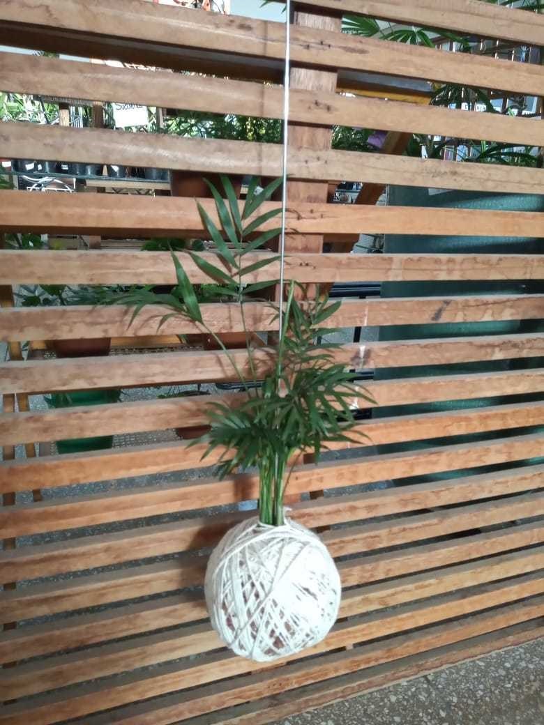 Kokedama de Chamaerangis