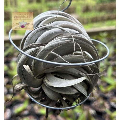 Tillandsia piauiensis