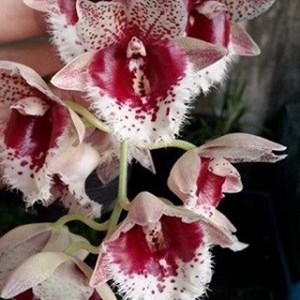 Orquídea Clowesia Penang Waltz