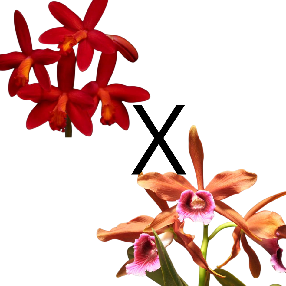 Laelia tenebrosa x Laelia millerii 