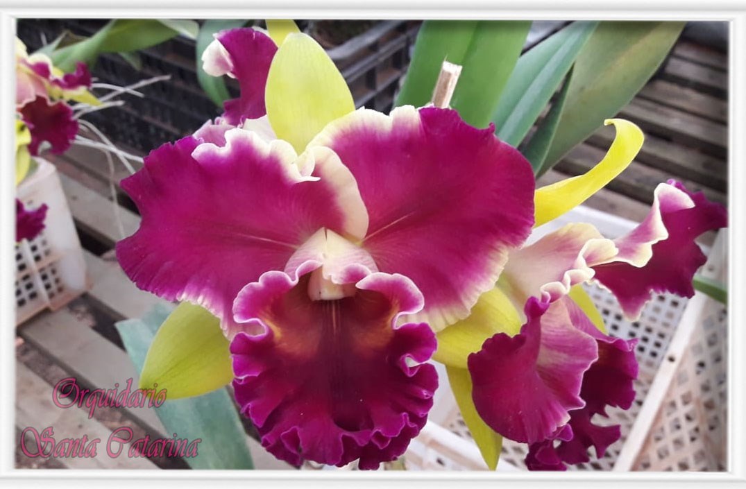 Orquídea BLC. Veronica Serra