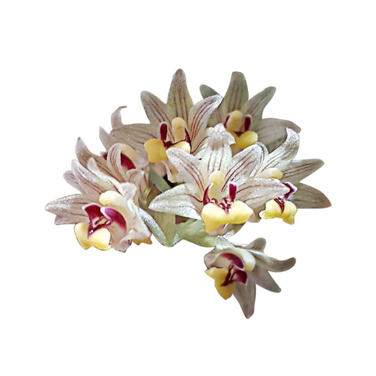 Orquídea Eria xanthocheila Planta Adulta Flor Exótica