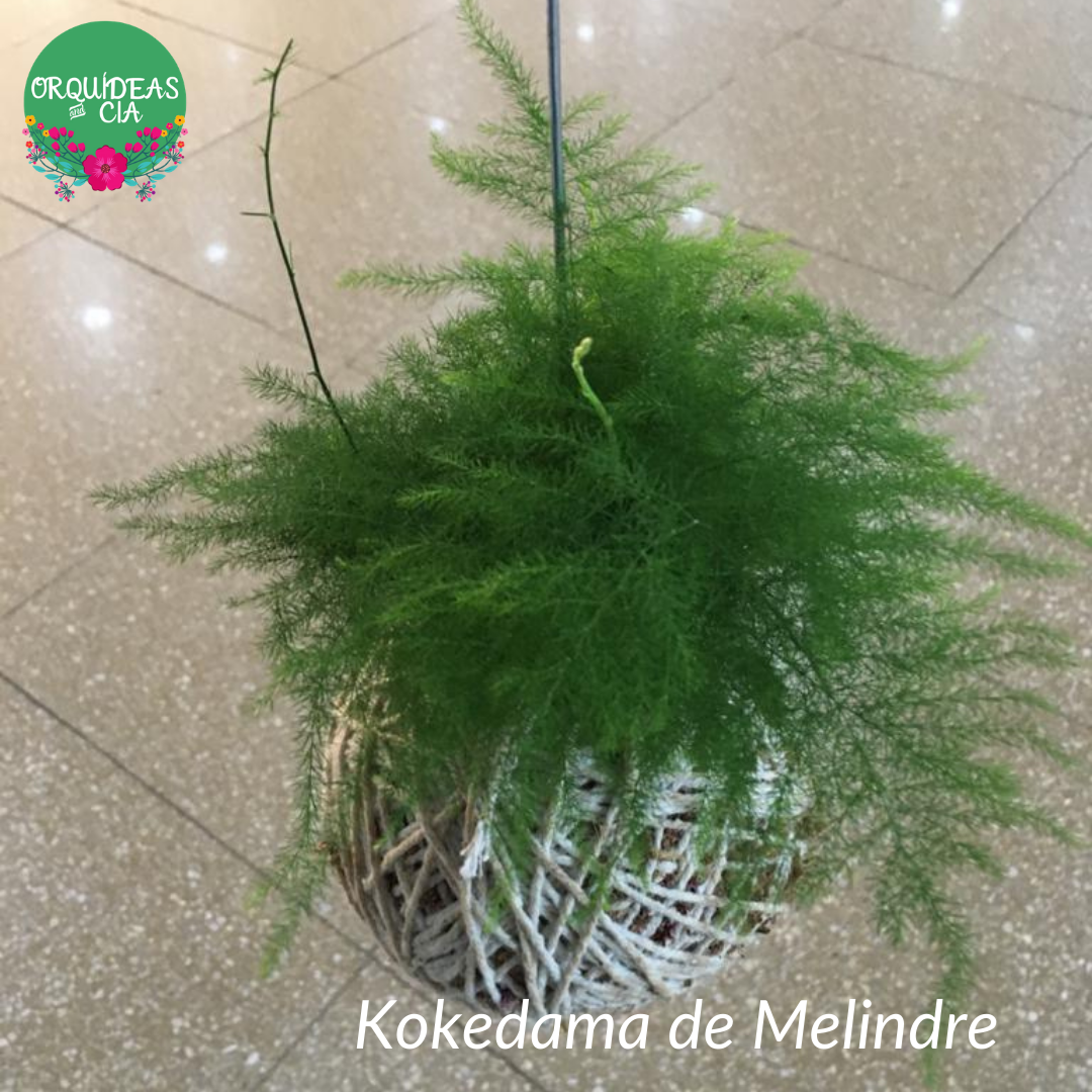 Kokedama de Melindre