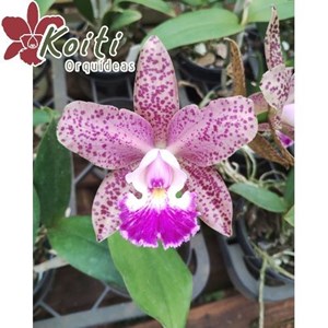 Orquídea Cattleya schilleriana x Cattleya Cruzeiro Do Sul - Meristema - Com espata