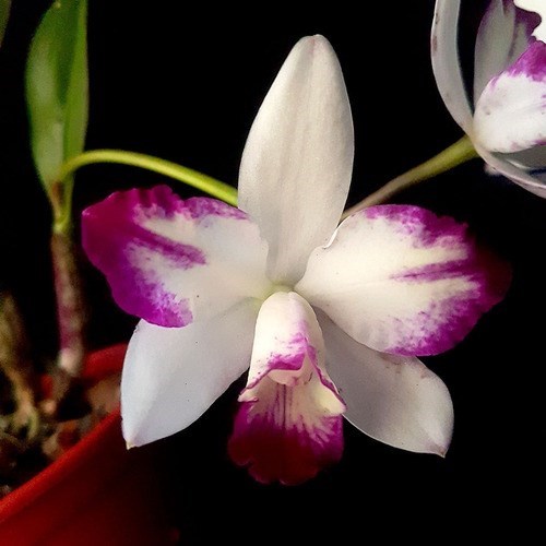 Orquídea Lc Haw Angel Small Beauty ! Planta Adulta Com Vaso