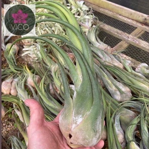 Tillandsia seleriana