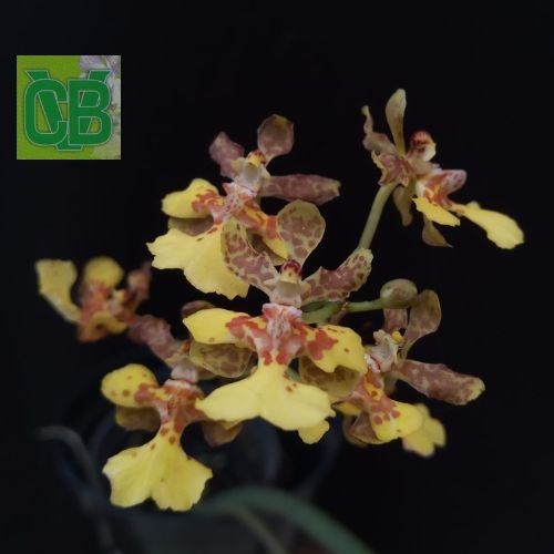 Oncidium cebolleta 