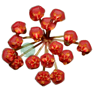 Flor de cera Hoya bilobata - muda enraizada no pote nº 6