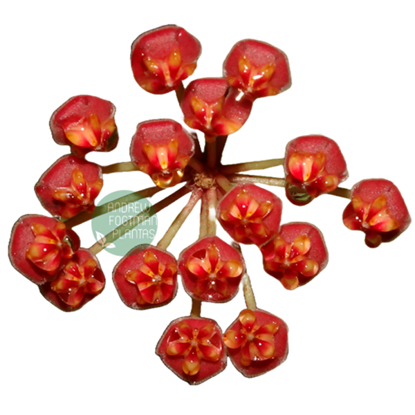 Flor de cera Hoya bilobata - muda enraizada no pote nº 6