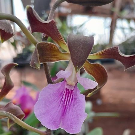 Orquídea Encyclia cordigera