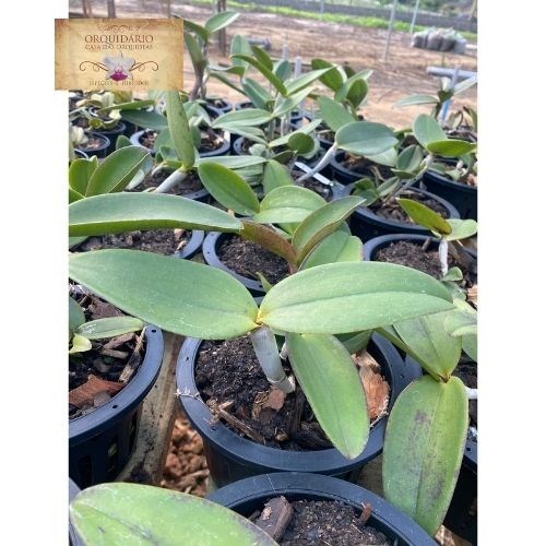 Orquídea Cattleya amethystoglossa 4N Self 