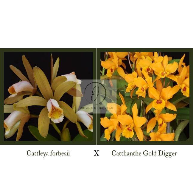 Cattleya forbesii x Cattlianthe Gold Digger 