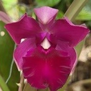 Guaryclia Yucatan x Catyclia Atrowalker