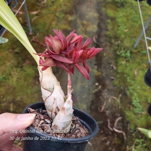 Mormodes Strawberry Fields - Adulto