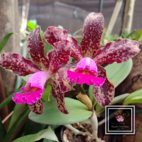 Orquídea Cat. Schilleriana x Cat. Karol Wojtyla (LANÇAMENTO) 