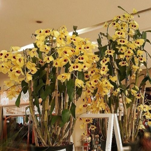 Orquídea Dendrobium Gatton Sunray