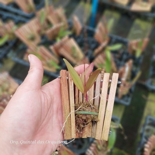 Comparettia speciosa - Adulto - Leque