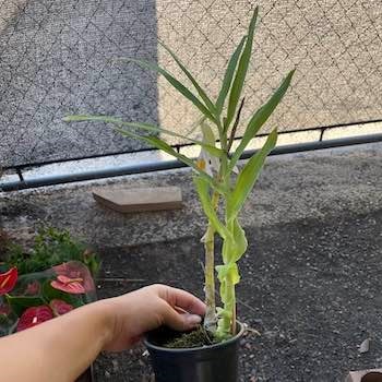 Orquídea Thunia Marshalliana