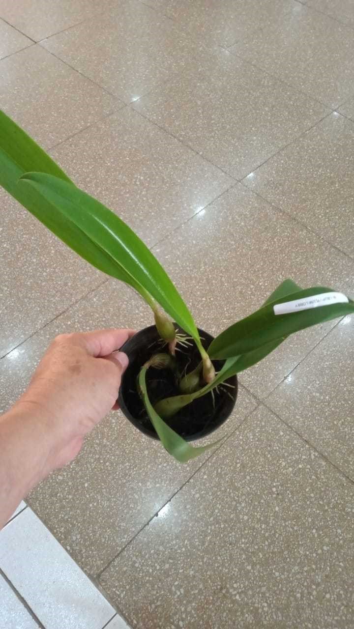 Orquídea Bulbophyllum lobby