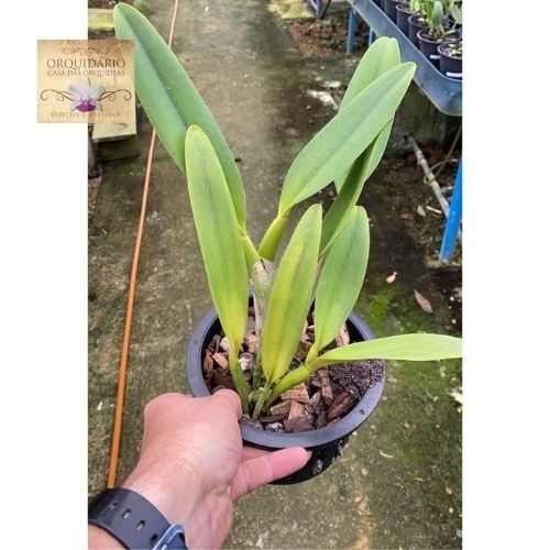 Orquídea Blc. Kure Beach