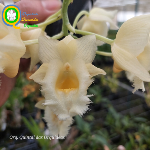 Clowesetum Wyche's Bumble Bee - Adulto