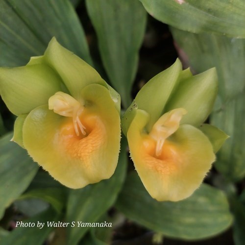 Catasetum Richard Fulford - Adulto