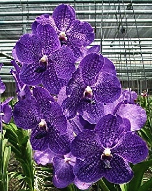 Kit - 4 Mudas De Orquídea Vanda