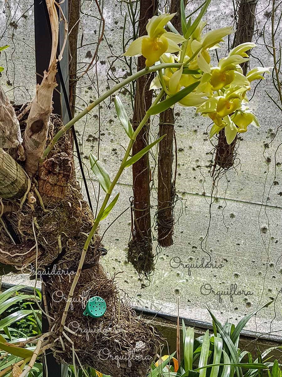 Kit 50 Unidades Porta Adubo VERDE Plantas Orquídeas Bonsai