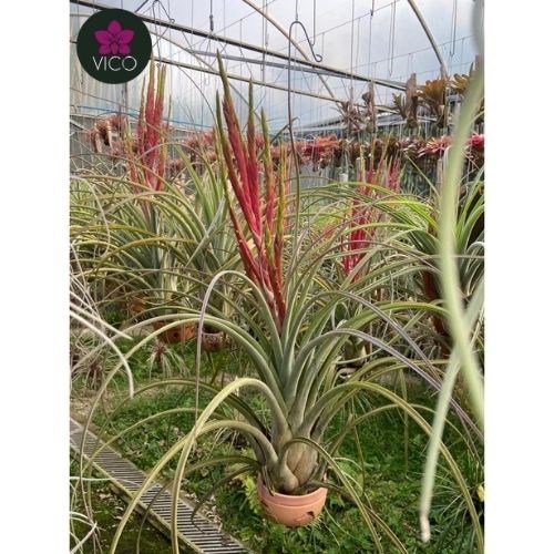 Tillandsia Draconic (GRANDE)