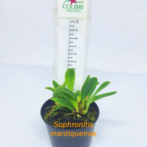 Orquídea Sophronitis mantiqueirae