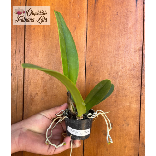 Orquidea B.L.C Chunyeah #17 x C. Mikkie Nagata “Orchidlibrary” (Fabiana Lahr) (jovem)