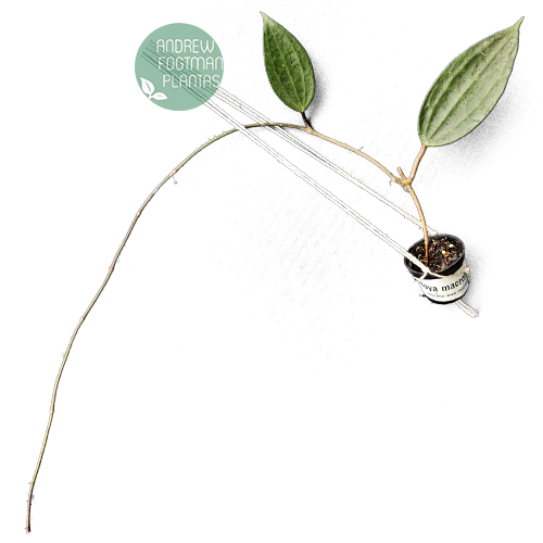 Combo das Flores de Cera Hoya macrophylla e Hoya macrophylla albomarginata