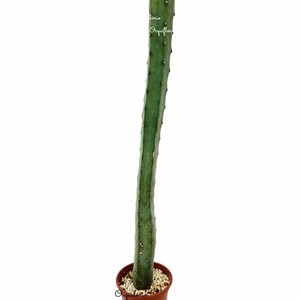 Cacto-Mirtilo Myrtillocactus Geometrizans Planta Adulta Rara