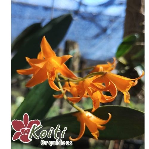 Orquídea Bifrenaria Aurofulva - Pré Adulta