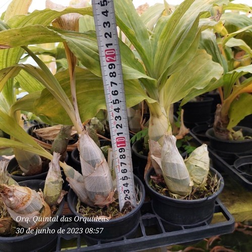 Catasetum Fanfair - ADULTO