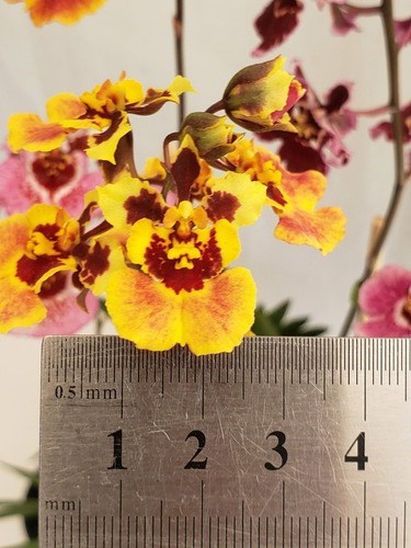 Orquídea Tolumnia Planta Adulta Cores Mistas