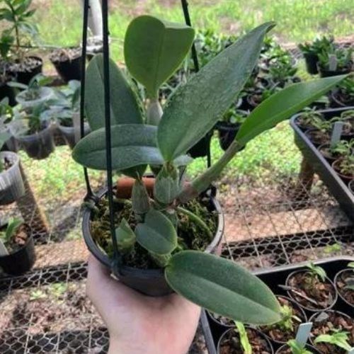Orquídea Cattleya walkeriana 'tipo' promoção