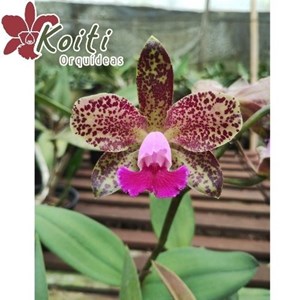Orquídea Cattleya Akimi Haneda x Cattleya Leopoldii - Tamanho 4