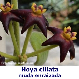Flor de cera Hoya ciliata muda enraizada no pote nº 6