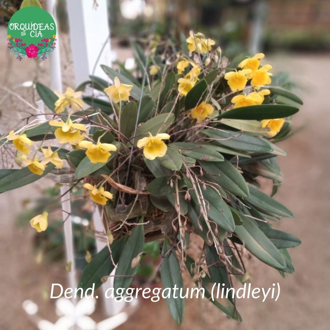 Orquídea Dendrobium lindleyi (aggregatum)