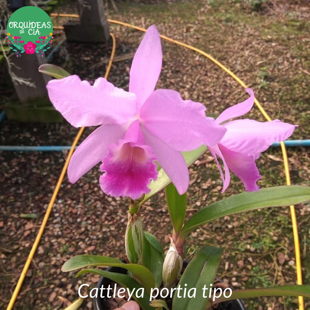Orquídea Cattleya Portia tipo
