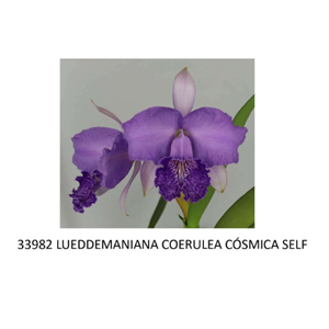 Frasco de Orquídea 33982 LUEDDEMANIANA COERULEA CÓSMICA SELF