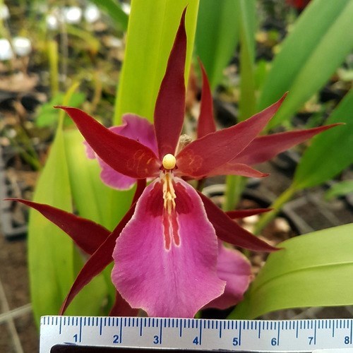 Orquídea Miltassia Royal Robe ! Planta Adulta !
