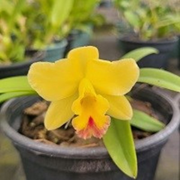 Cattleya Marina Camargo Gazzi