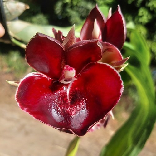 Catasetum Susan Fuchs - Adulto